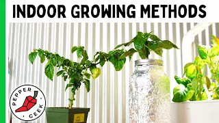 Tips For Growing Peppers Indoors - 5 Methods For Beginners - Pepper Geek