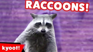 The Funniest Raccoon Videos of 2016 Weekly Compilation | Kyoot Animals