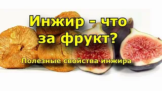 Полезные свойства инжира. Инжир - что за фрукт?