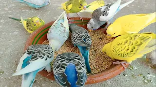 A Day in the Life of budgies | Parrots Aviary Farm | Diet Treat