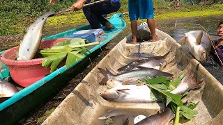 Fishing Fish | Kích Cá Đụng Phải Bầy Cá Tra Cá Nàng Hai ( Thác Lác Cườm ) Khổng Lồ