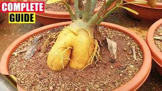 COMPLETE GUIDE TO GROWING ADENIUM – THE DESERT ROSE | CARE TIPS, TRICKS, SEEDS, CAUDEX