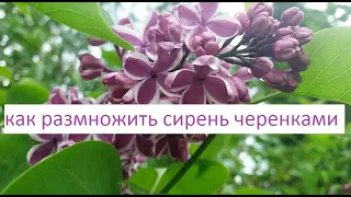 Как размножить сирень черенками.