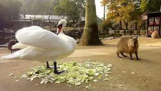 カピバラの「白鳥が強すぎる件」