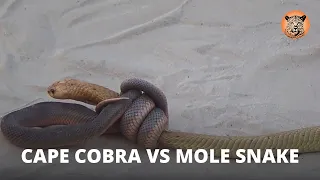 Ultimate Safari | Cape cobra vs Mole Snake