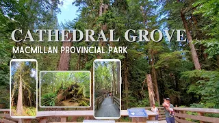 CATHEDRAL GROVE | MacMillan Provincial Park | YTA