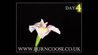 Iris flower opening with day counter - timelapse - slow motion