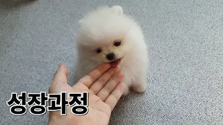 포메 아기 강아지 6개월간의 성장과정 ㅣ 포메라니안 새끼 강아지 폭풍성장