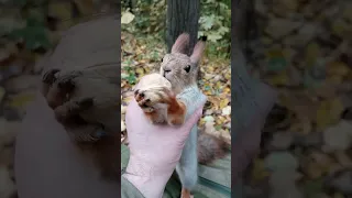 Белка попалась / The squirrel got caught