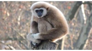 White Handed Gibbon Singing Opera