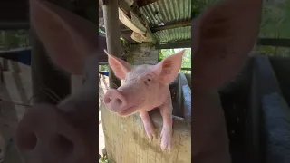 Pig Shower Rare moment  Respect #shorts #short #respect #youtubeshorts #viral #piggy #shortfeed