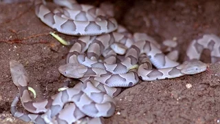 NEST of COPPERHEADS - Southern Copperhead Facts and information