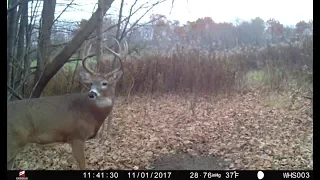 Trail Cam Strategies For Increasing Daytime Buck Movement