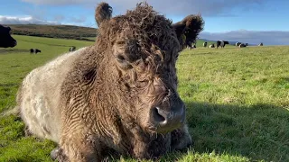 Low-Input Farming in the Uplands: Hindon Farm, Exmoor (1/8)