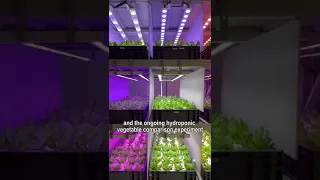 Which plant grow light spectrum is best for leafy vegetables ? -- 12 spectrums Contrast Experiment