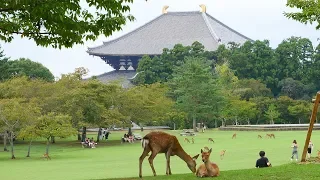 City Nara in Japan * Dani Travel TV