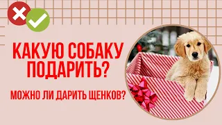 Какую собаку подарить маме? Собака в подарок. Можно ли дарить щенков?