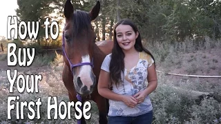 How To Buy Your First Horse