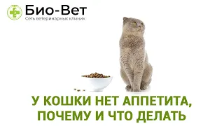 У кошки нет аппетита, почему и что делать 😿 // Сеть Ветклиник Био-Вет