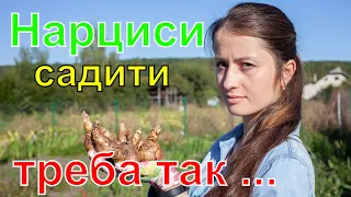 Нарциси вирощування та догляд