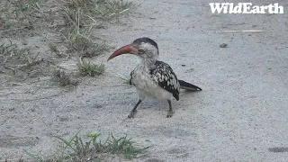 WildEarth - Sunrise  Safari - 20 March 2022