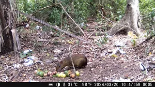 coati