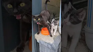 The black mother cat gave birth to kittens in the space between the veterinary and restaurant.