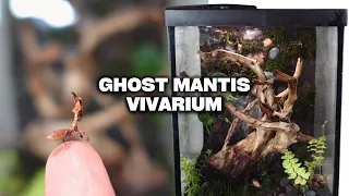 How to Create an Epic Bioactive Ghost Mantis Terrarium! DIY MOSSY ROCK WALL VIVARIUM EASY