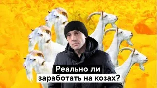 Козы на миллион: как устроена самая большая ферма в России