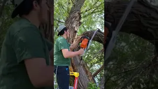 cutting down a pretty big branch