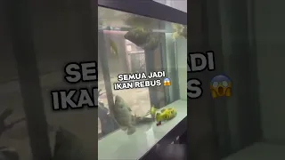 GILA!!.. IKAN PULUHAN JUTA M4TI KARENA INI… #ikan #aquarium #ikanchanna