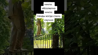 ИНТЕРЕСНОЕ ПРО ПАНД