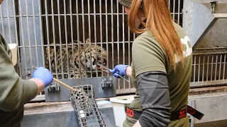 Træning med leopardunge inden afrejse til Japan!