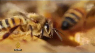 26906 apiculture cuisine Al Jazeera The animal smugglers   Techknow 11 30