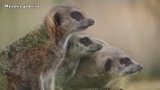 Расслабляющая музыка для сна за 1 час с успокаивающей музыкой, успокаивающая музыка