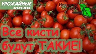 БЕЗ ПОДКОРМОК И ЙОДА! СДЕЛАЙТЕ ТАК ДЛЯ ОЧЕНЬ ВКЕУСНЫХ и СЛАДКИХ ТОМАТОВ! Хитрости удаления листьев.