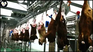 How Modern Factories Process Millions Of Tons Of Beef