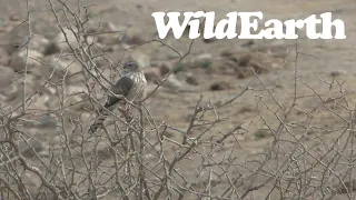 WildEarth - Sunset Safari - 24 Sep 2022