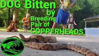 Copperheads actively breeding, bite DOG that interrupts them. (Yes, you read that correctly.)