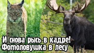 ✅ФОТОЛОВУШКА И ЖИВОТНЫЕ ЛЕСА РЫСЬ ГОН У ЛОСЯ |НЕ ПОВЕЗЛО С МЕДВЕДЕМ