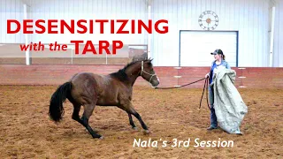 Desensitizing with the Tarp - Colt Starting Series - Nala's Journey Part 3