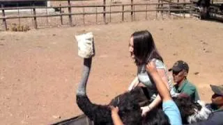 Ostrich riding - South Africa