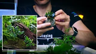 AQUARIUM PLANTS TUTORIAL FOR BEGINNERS - SPEAK LATIN YET?