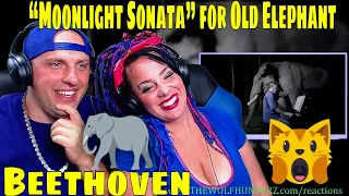 Beethoven “Moonlight Sonata” for Old Elephant | THE WOLF HUNTERZ REACTIONS