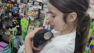 Chinchilla