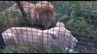 Лев Гек..за два с половиной месяца до смерти.. #тайган #крым #lion #animals