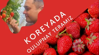 Koreyada qulupnay terib yeymiz