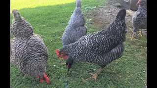 4 Month Update - Barred Plymouth Rock Chickens