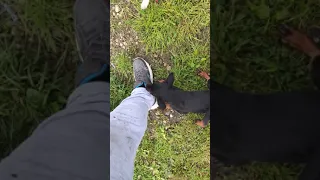 Crazy Jagd Terrier puppies at 2 months old