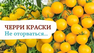 Десертный гибрид Черри краски. Не оторваться...